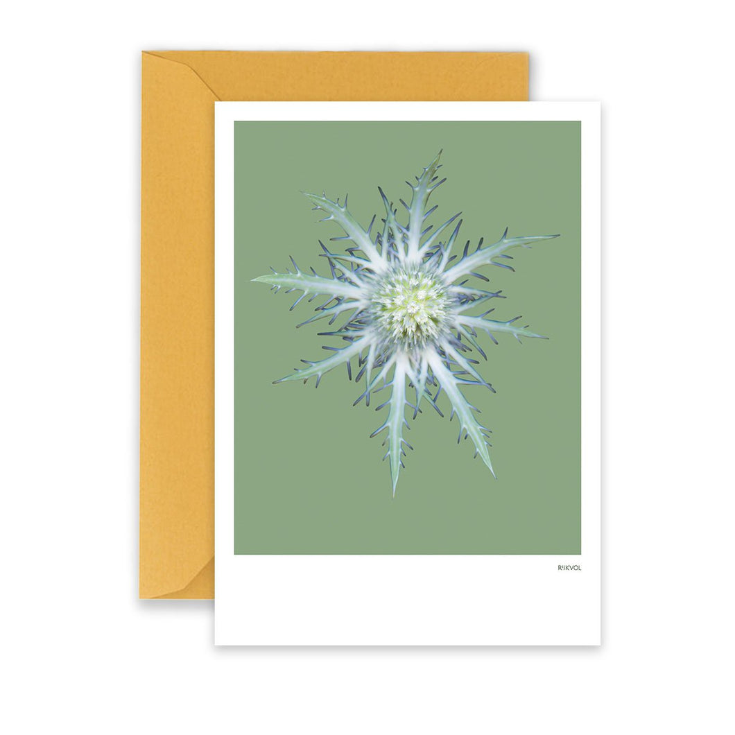 Rijkvol Cross Thistle