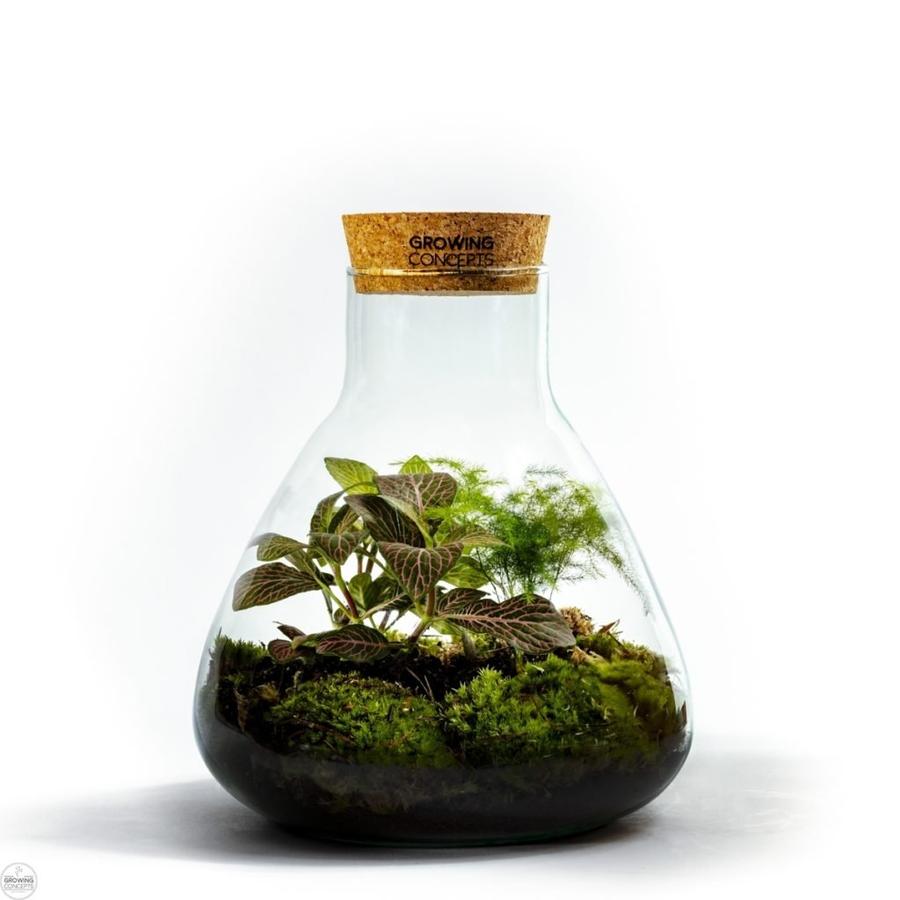 Erlenmeyer Medium Botanisch