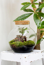 Afbeelding in Gallery-weergave laden, Bolder Ficus Ginseng
