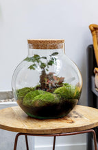 Load image into Gallery viewer, Bolder Ficus Ginseng
