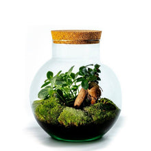 Load image into Gallery viewer, Bolder Ficus Ginseng
