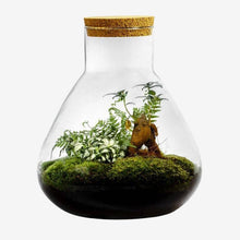 Load image into Gallery viewer, Erlenmeyer Large Ficus Ginseng
